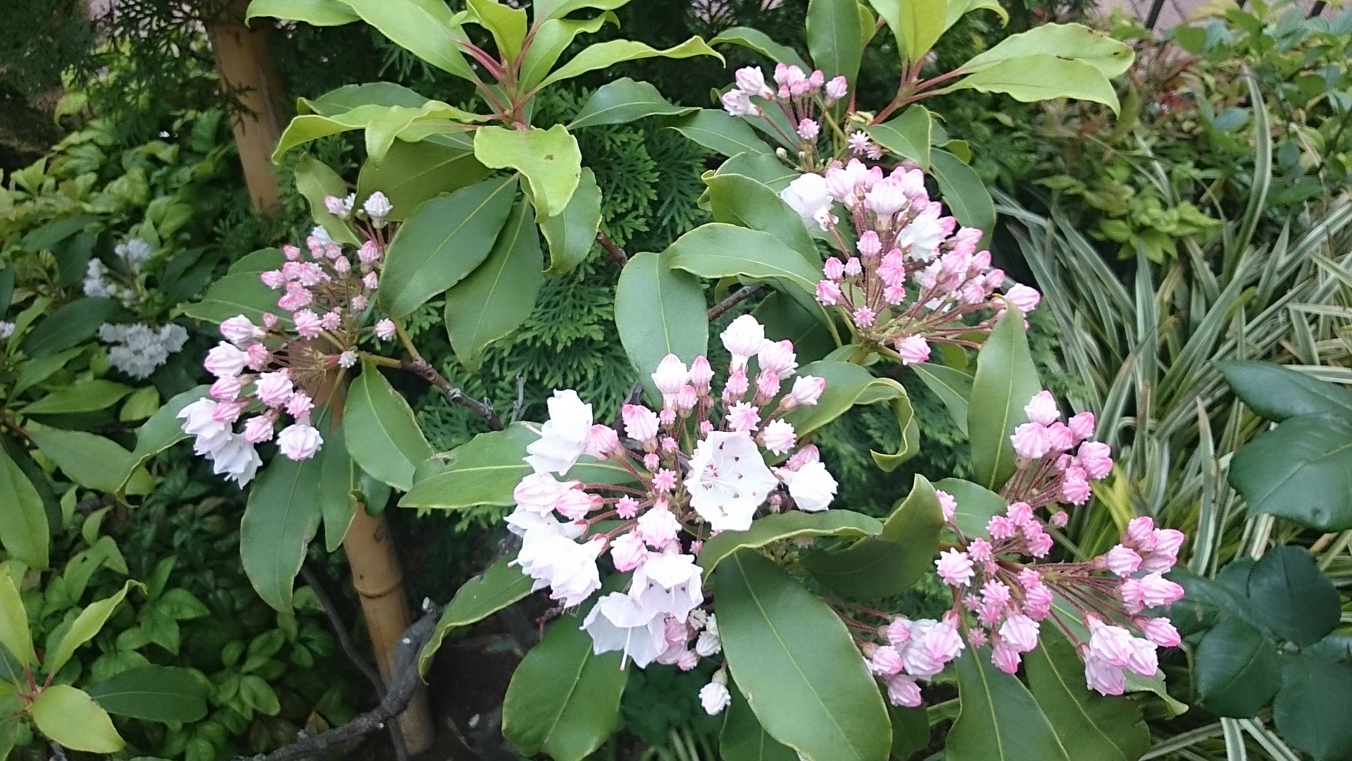 かわいい花 名前不明 二反割公園近く 江戸川区の花と観葉植物の花男日記