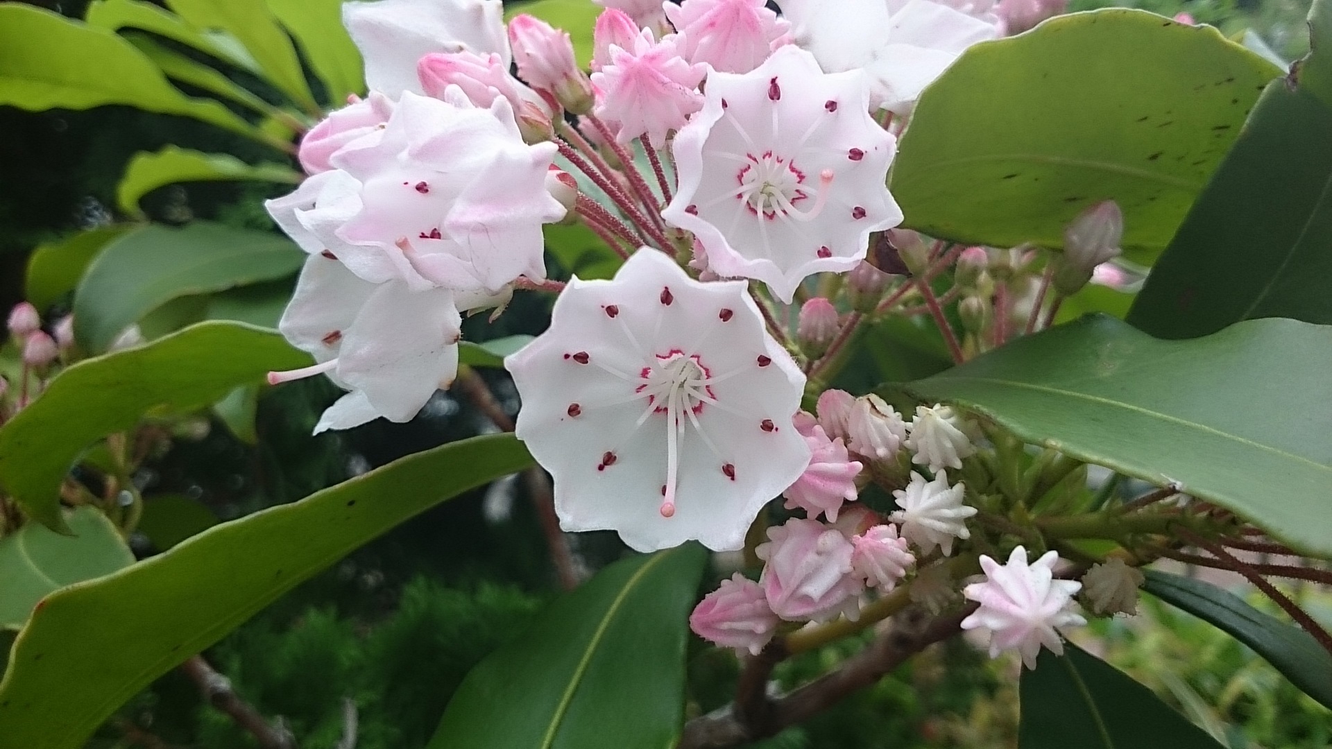 かわいい花 名前不明 二反割公園近く 江戸川区の花と観葉植物の花男日記