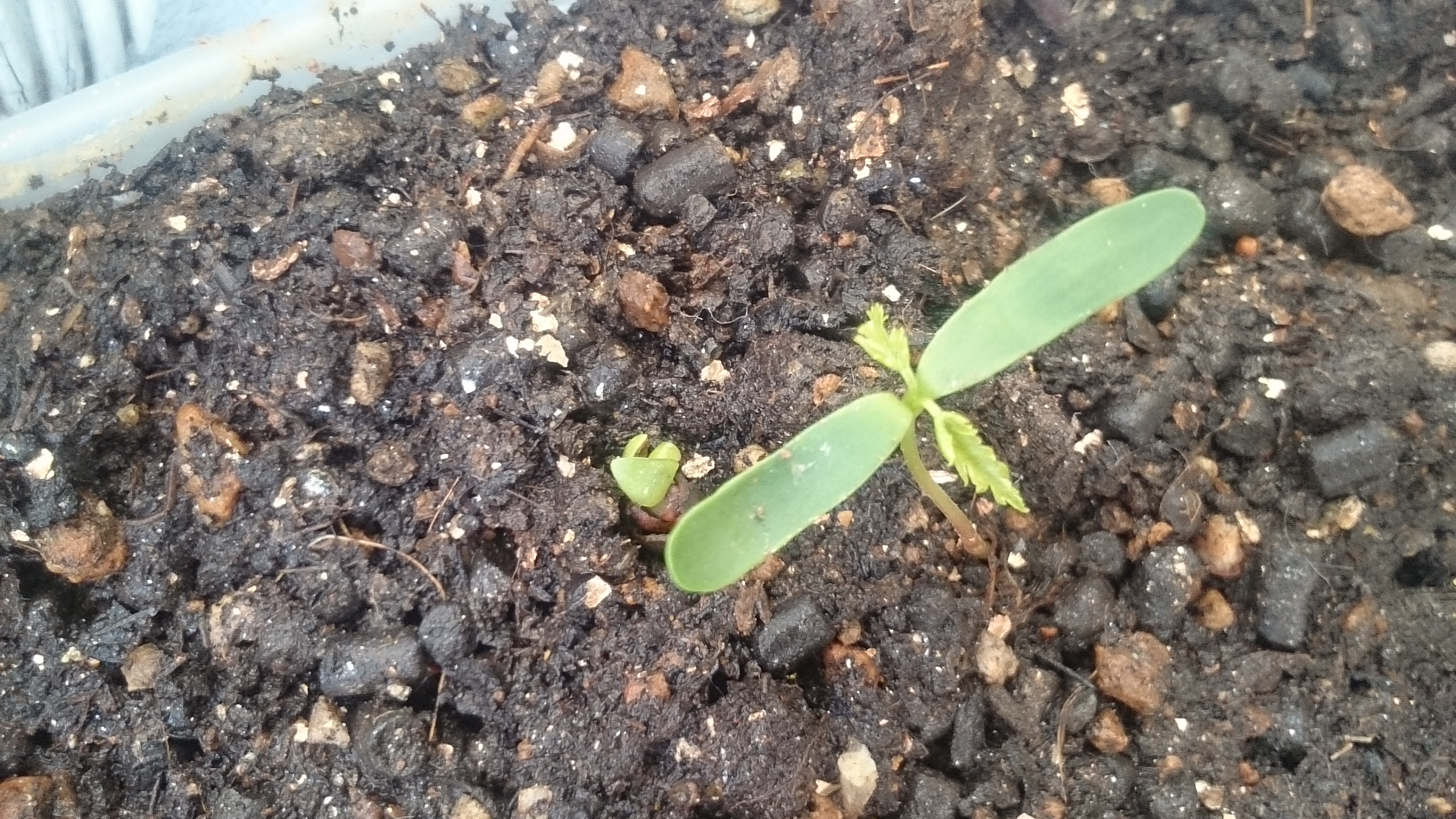 もみじの種 発芽しました 我が家のベランダ 江戸川区の花と観葉植物の花男日記