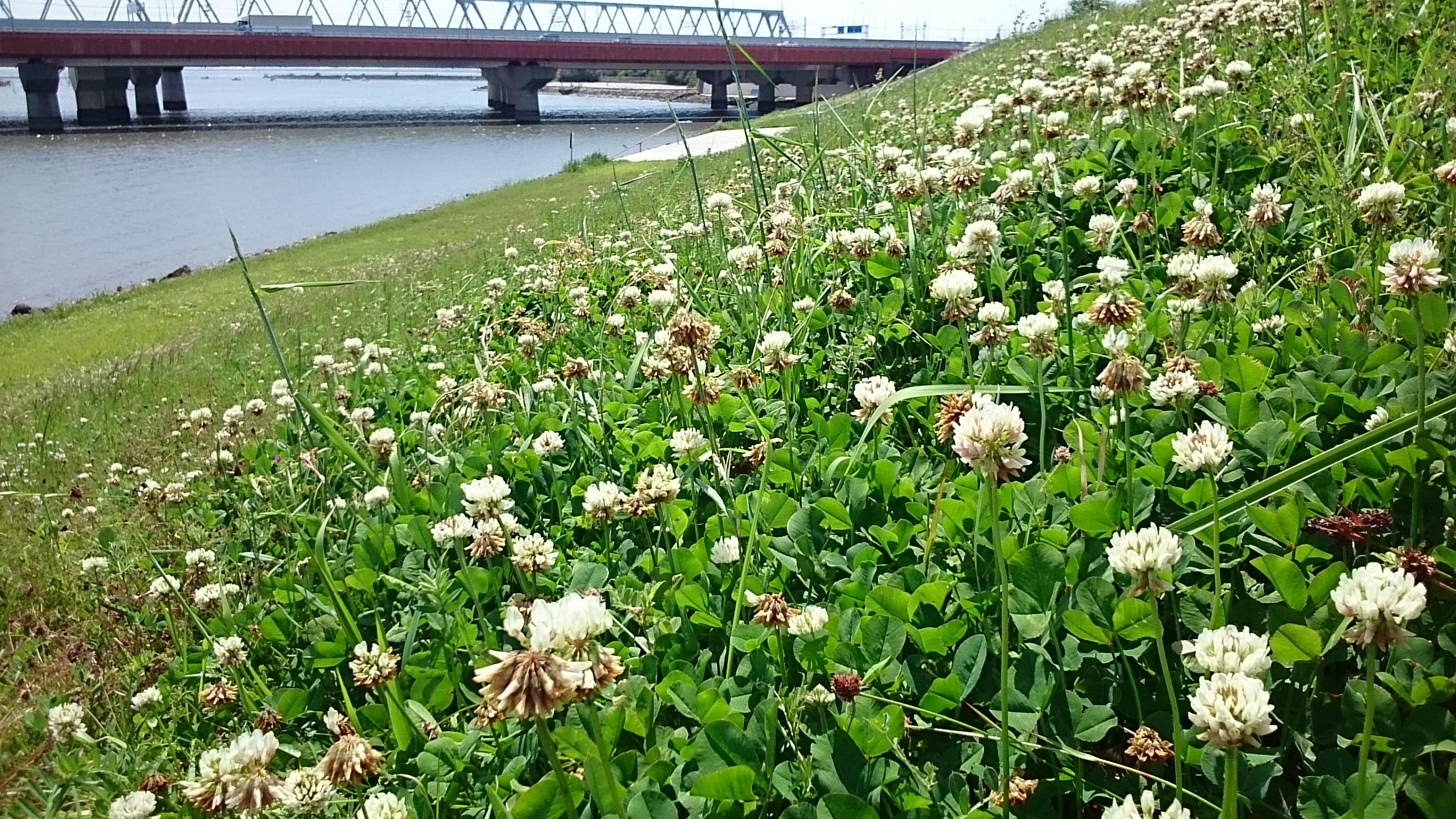 白詰草シロツメクサの冠 江戸川河川敷 江戸川区の花と観葉植物の花男日記